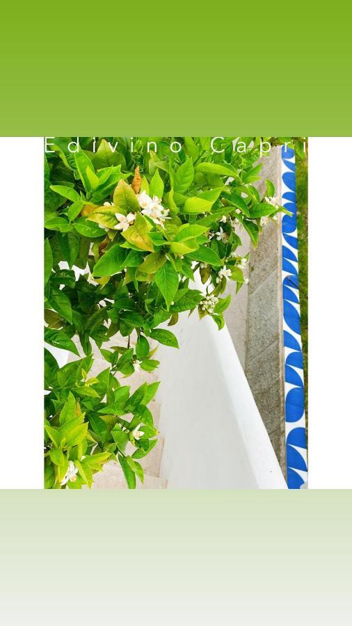 Suites Edivino Design 카프리 외부 사진